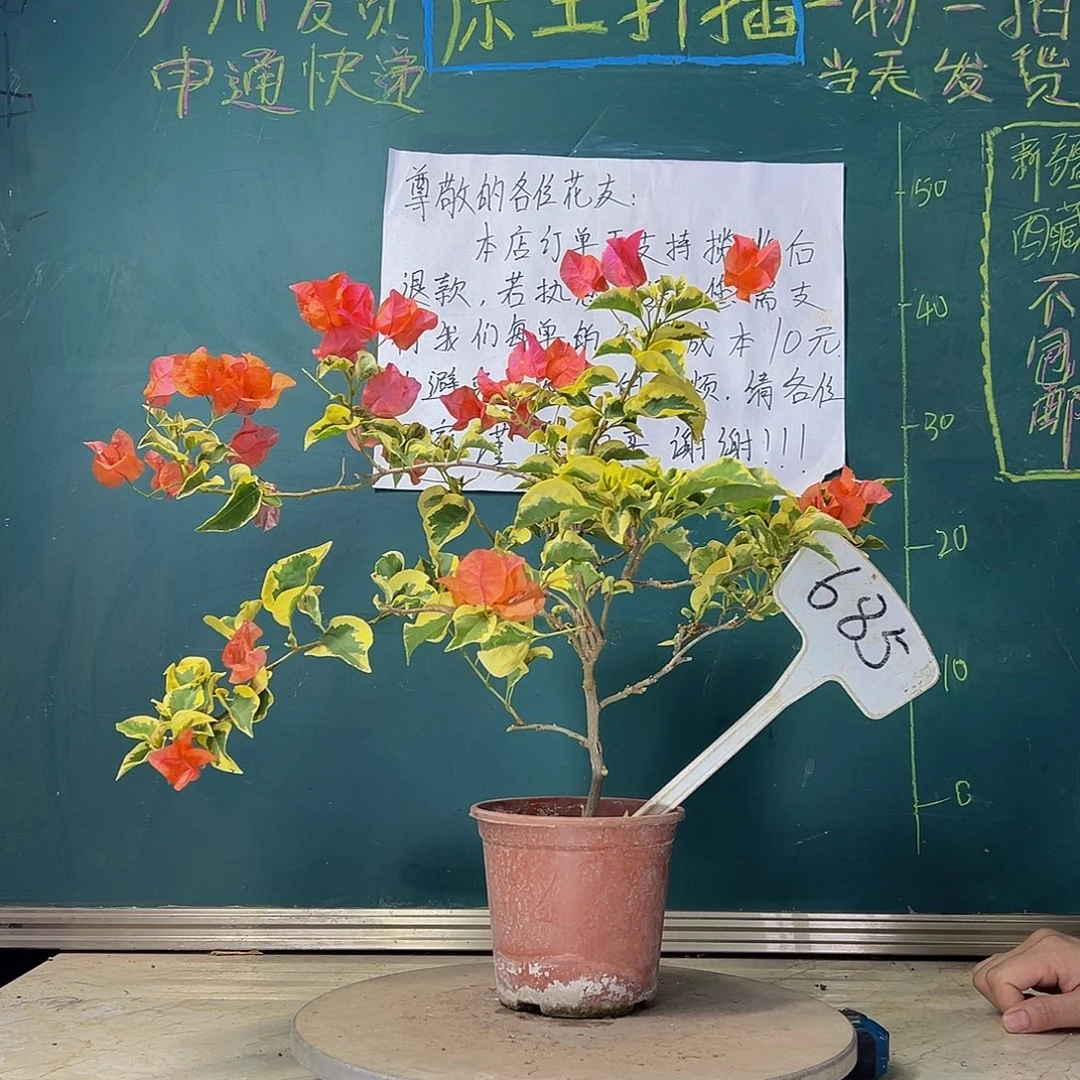 当前无花栽培后可以开花橙冰  685