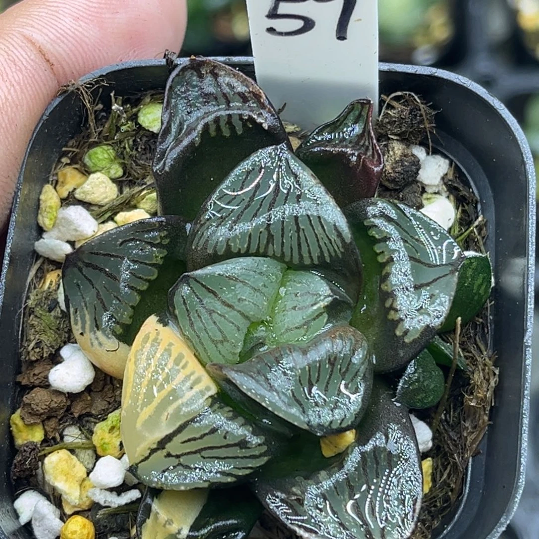 57超级银龟寿锦头家多肉十二卷