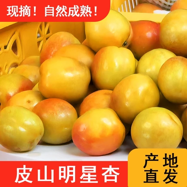 明珠木棉·皮山明星杏