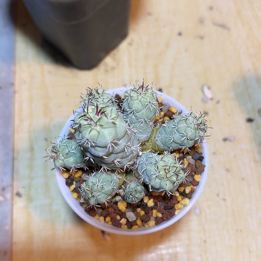 大尤帝王丸一物一拍