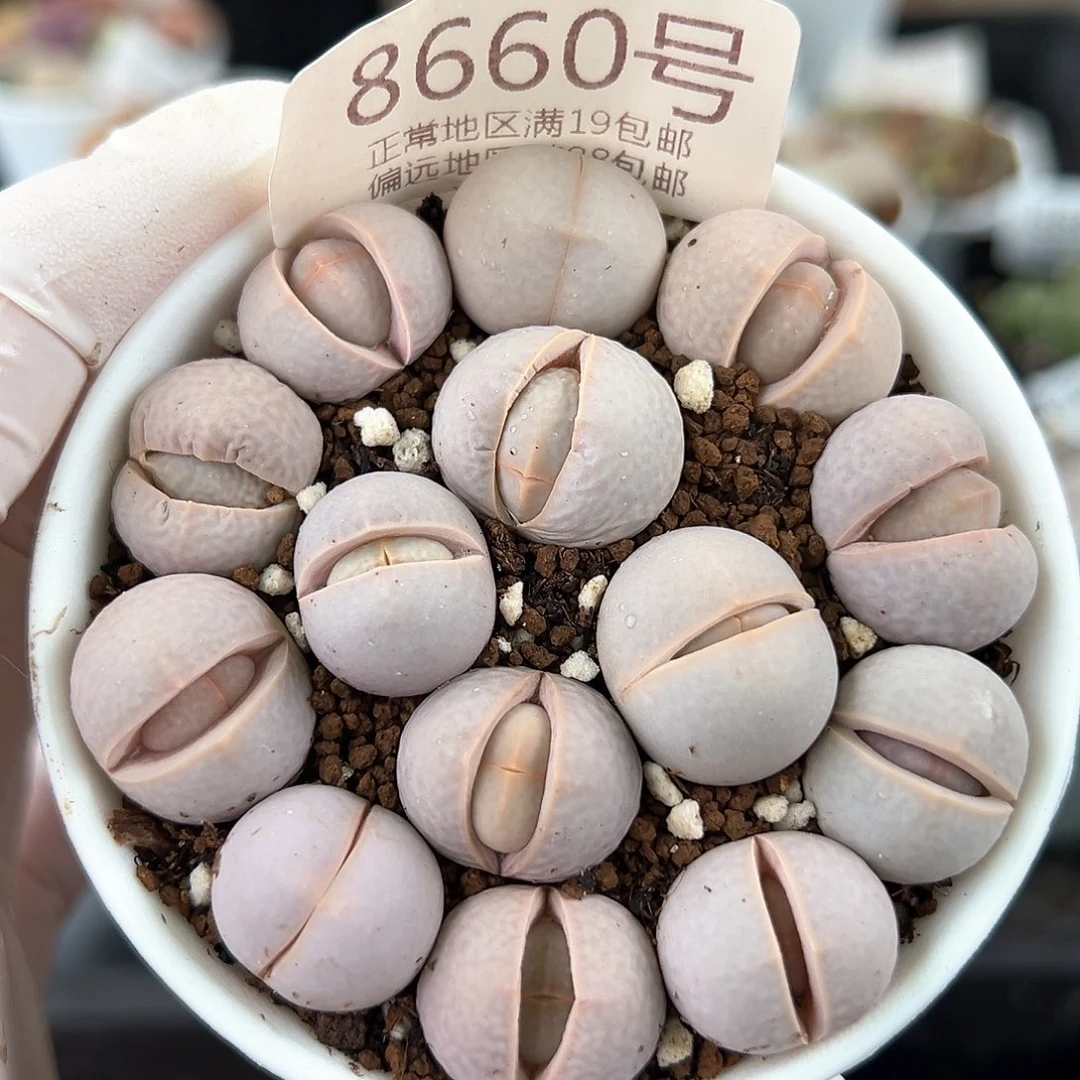 好养易活生石花大母本8660