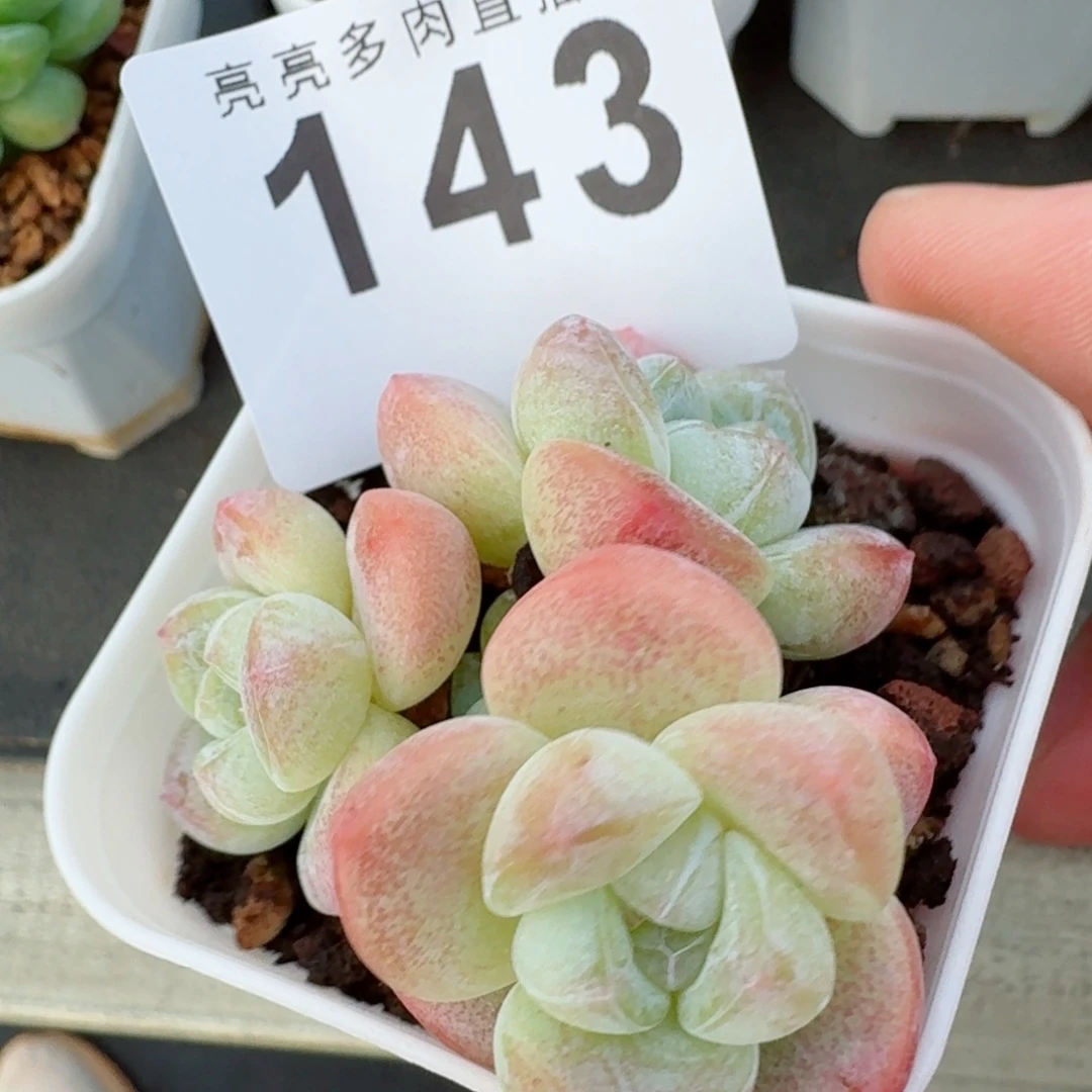 糖心冰玉            精美多肉植物