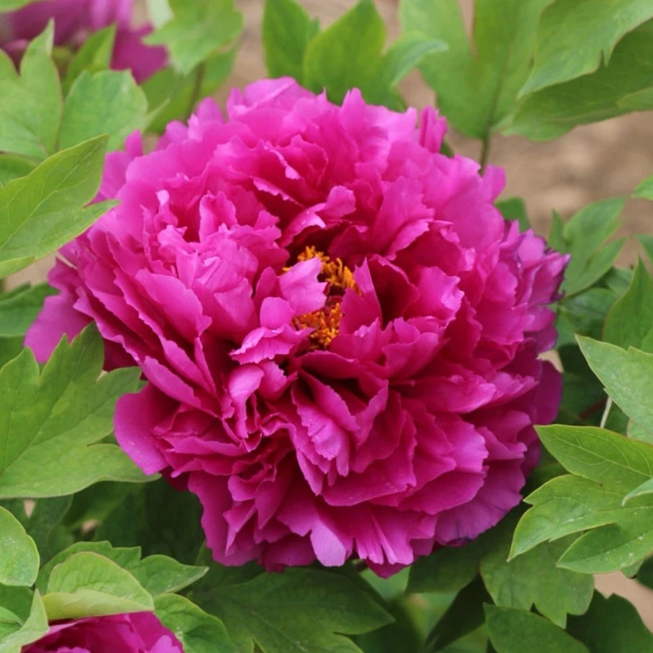 紫二乔 牡丹丛生苗 洛阳红 庭院盆栽地栽 先发肥料 中秋发苗