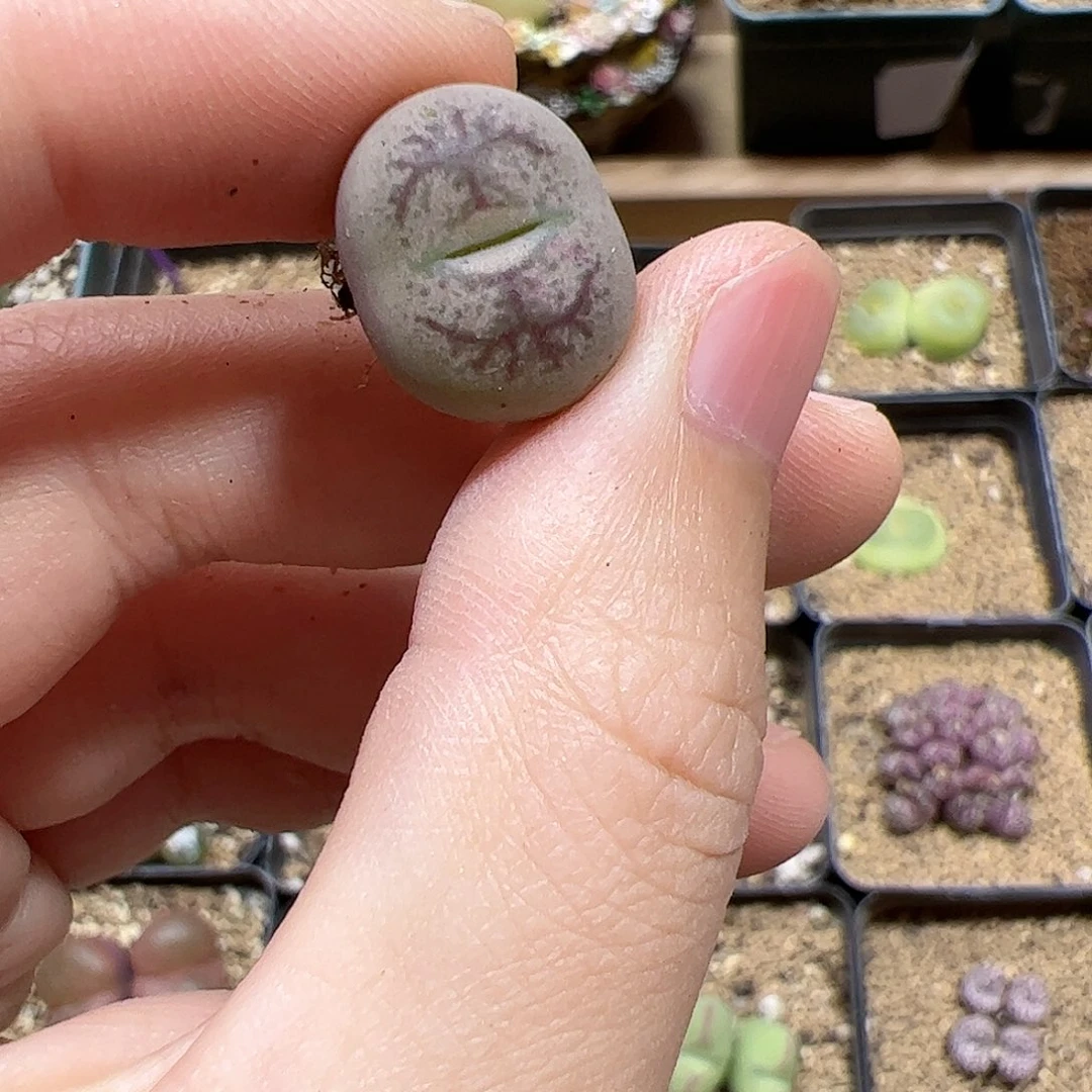 【闪购商品】124 吕x超墨
