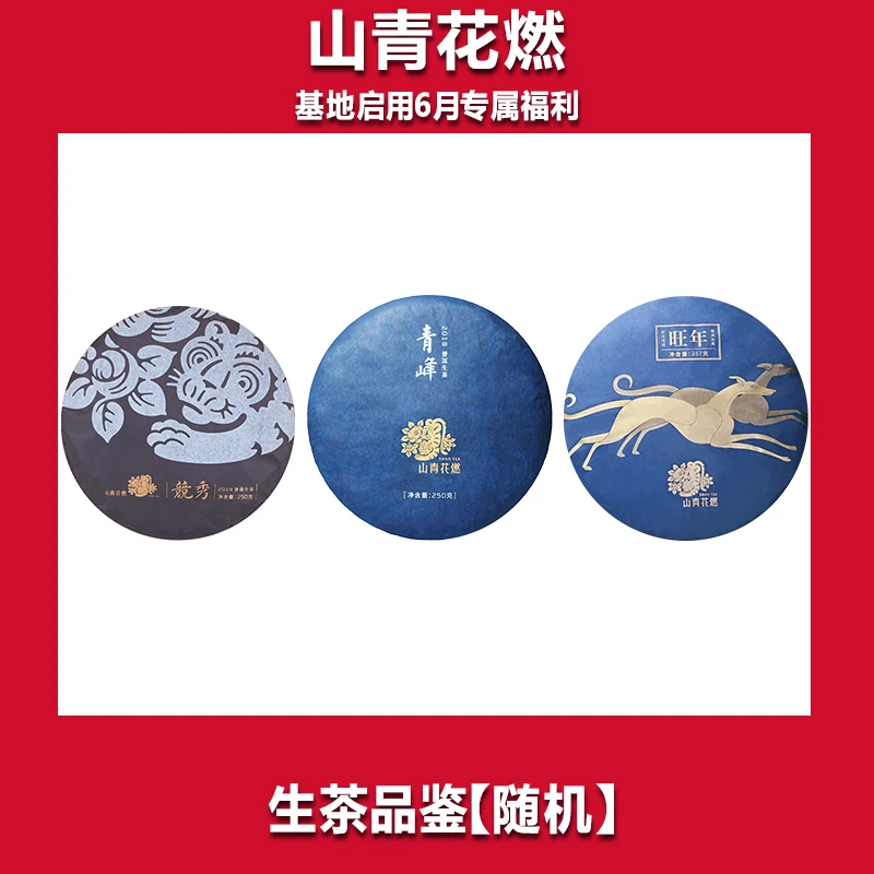 山青花燃 启用庆典 茶样盲品一泡 普洱茶生茶