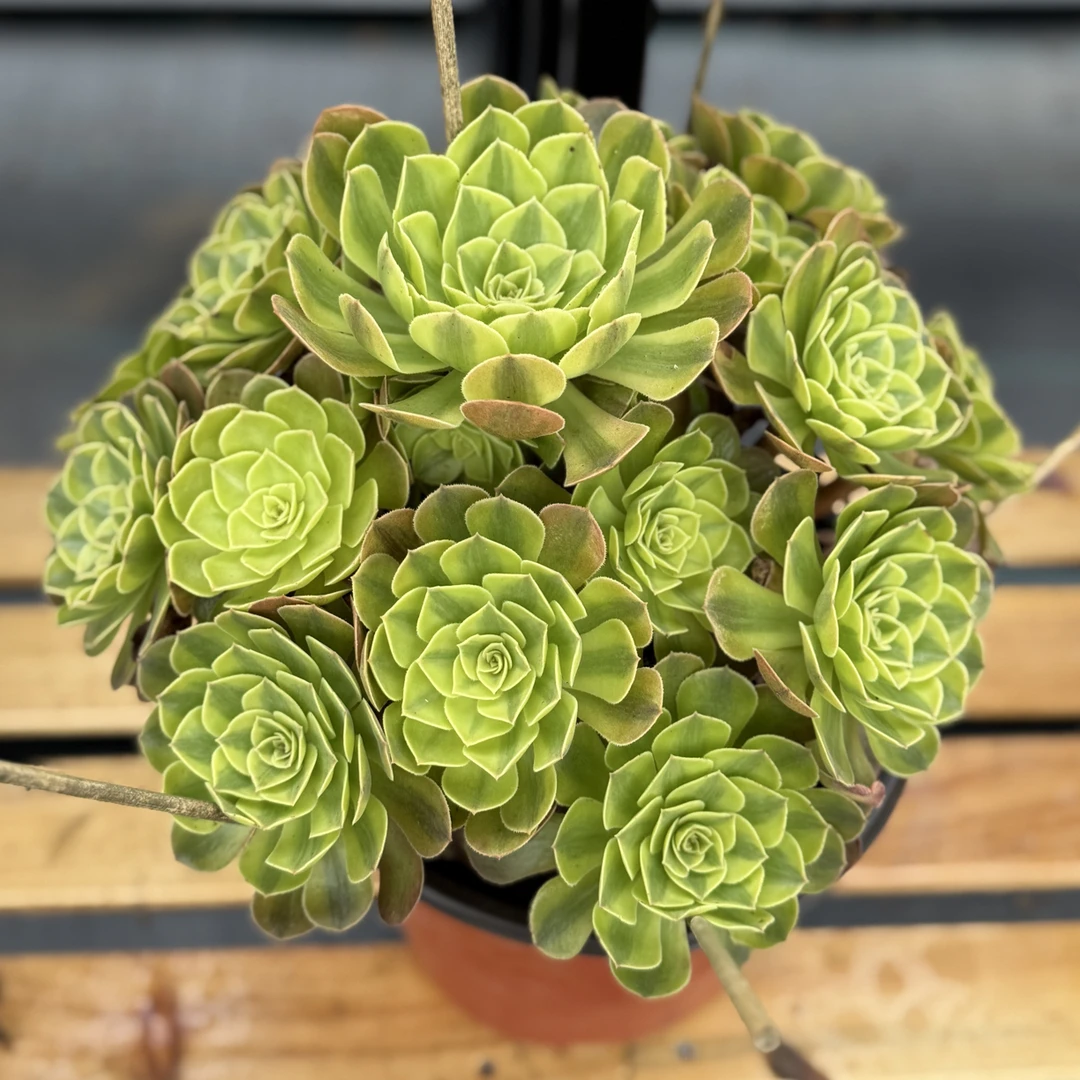 精品法师雨荷大颗超周正