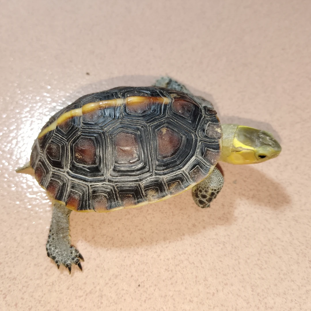 人工合法养殖黄缘