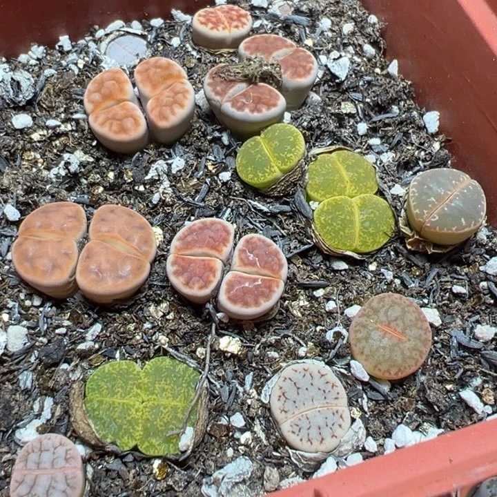 【闪购商品】 257。