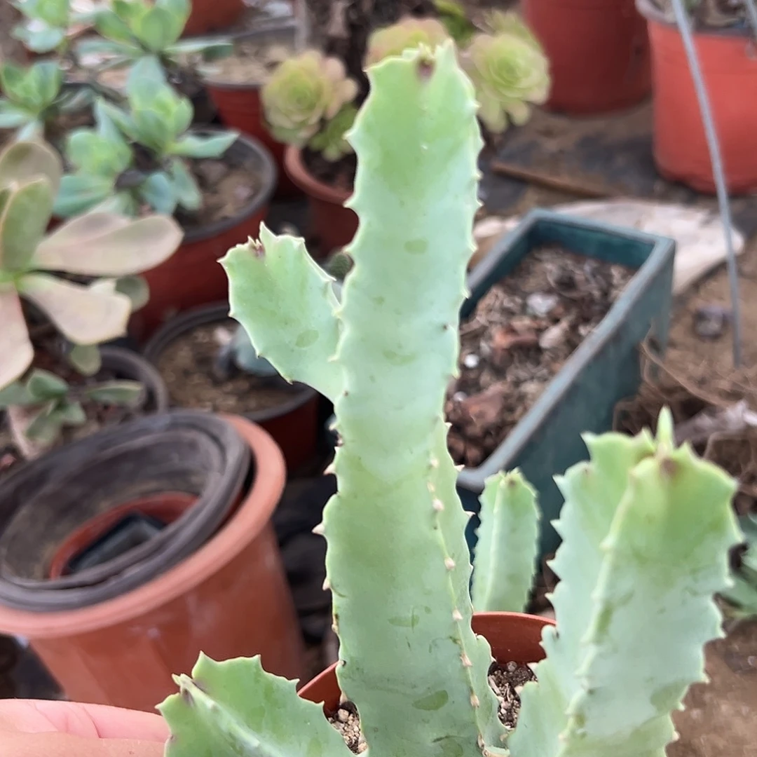 多肉植物四方魔罗