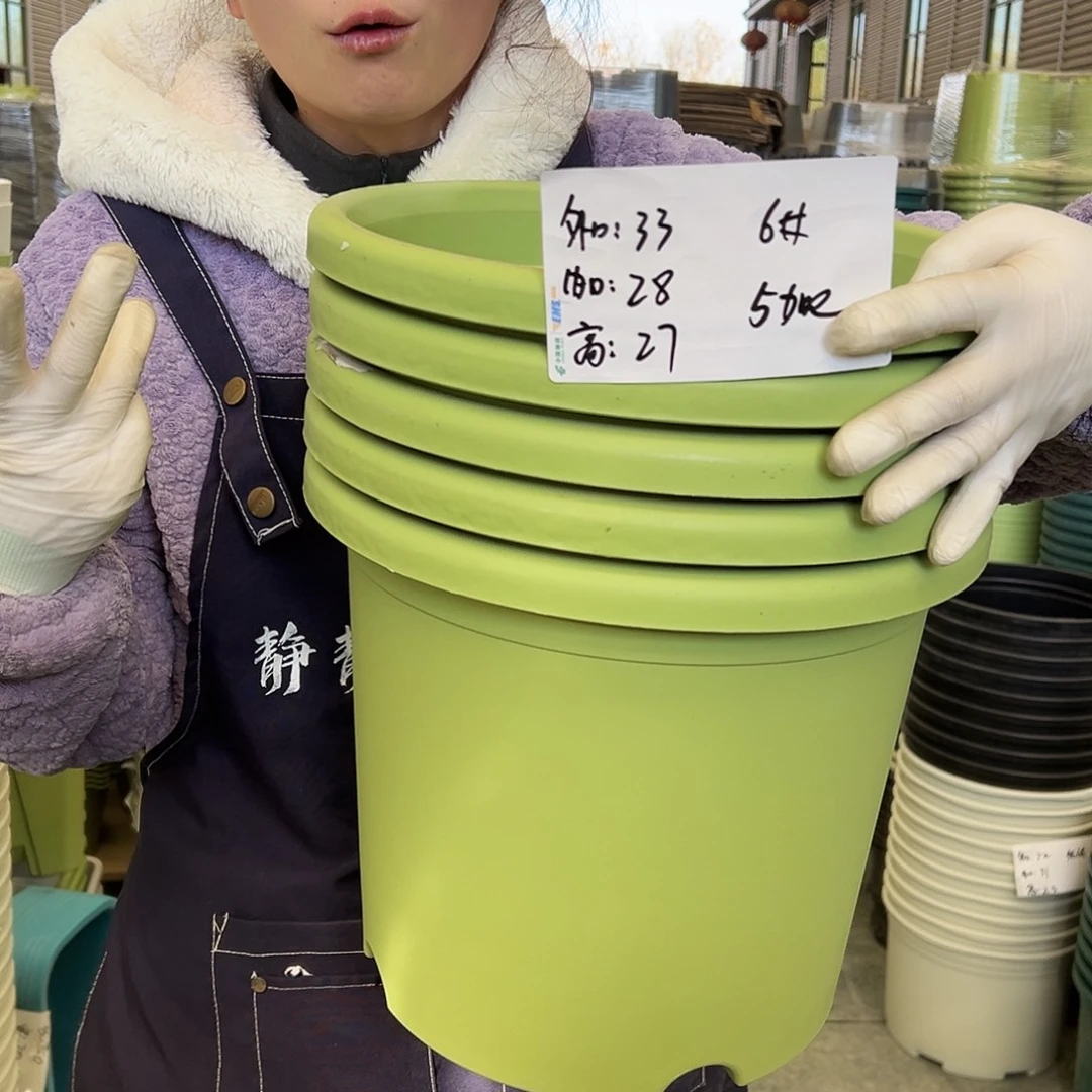 四季盆6#果绿色5个无托