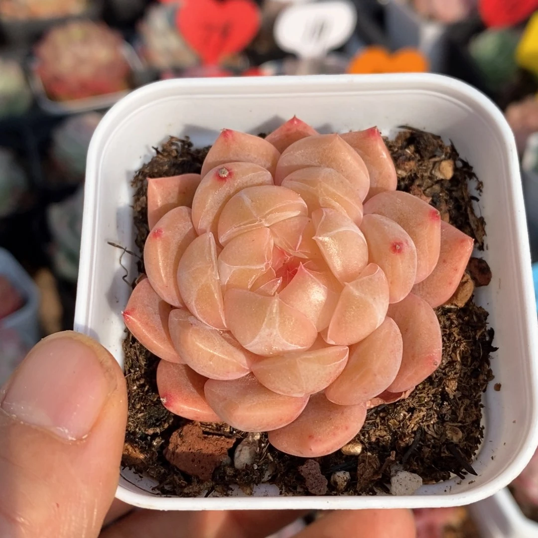 精品多肉一物一拍不包整338