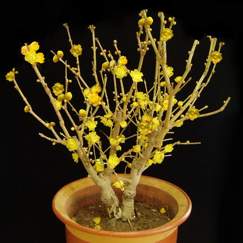 腊梅花盆景 红梅花苗 腊梅苗绿梅乌梅树苗 盆栽腊梅树苗耐寒浓香