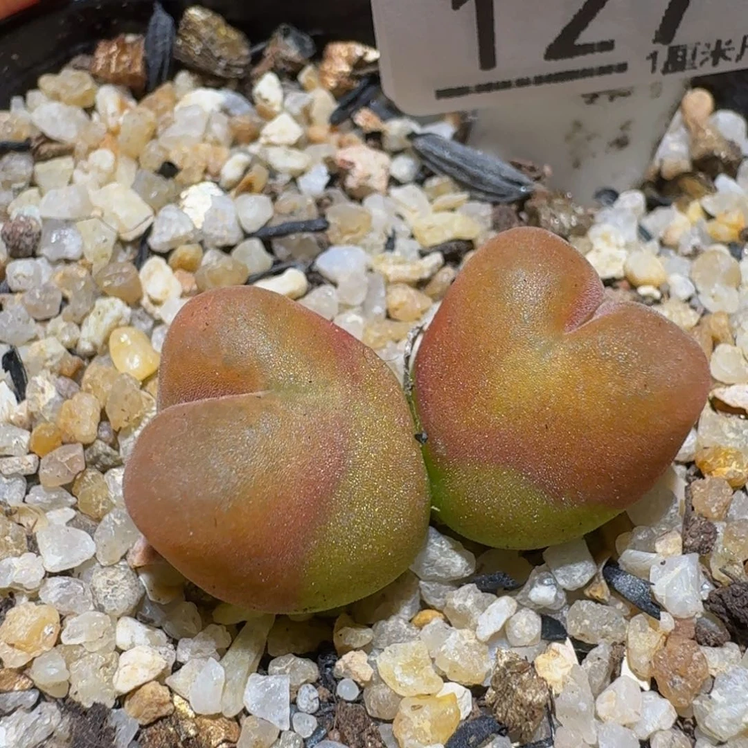 Ssss精品生石花127