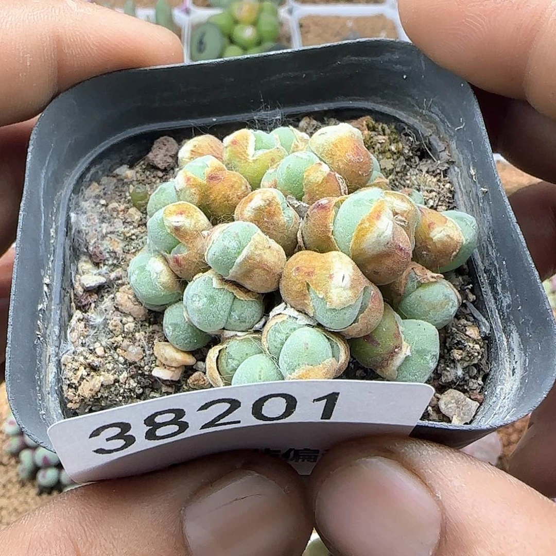 玩*啊开播福利啊38201