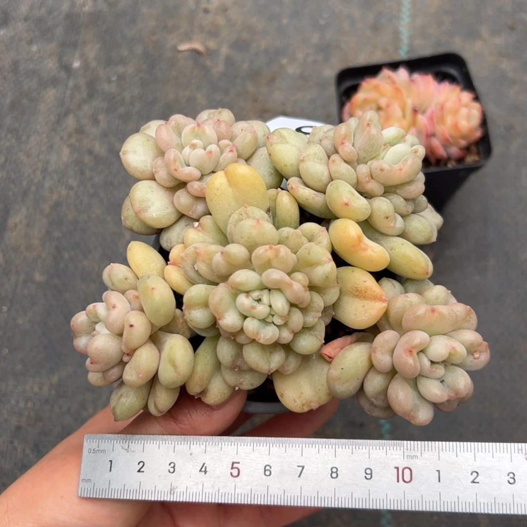 杳*652 多肉植物组合盆栽