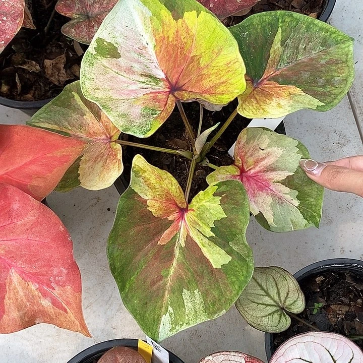 604-0205 泰国彩叶 多肉