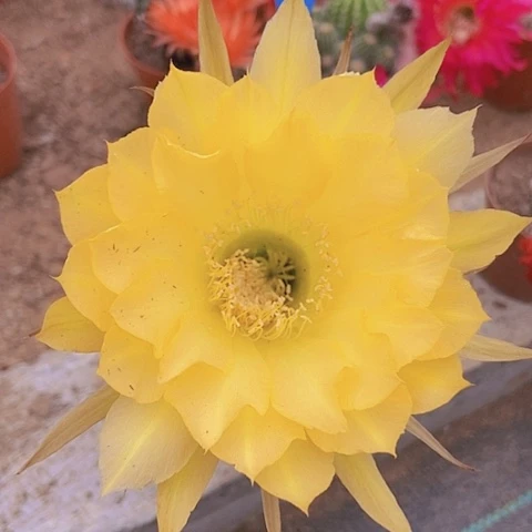 M**2仙人掌彩草B232