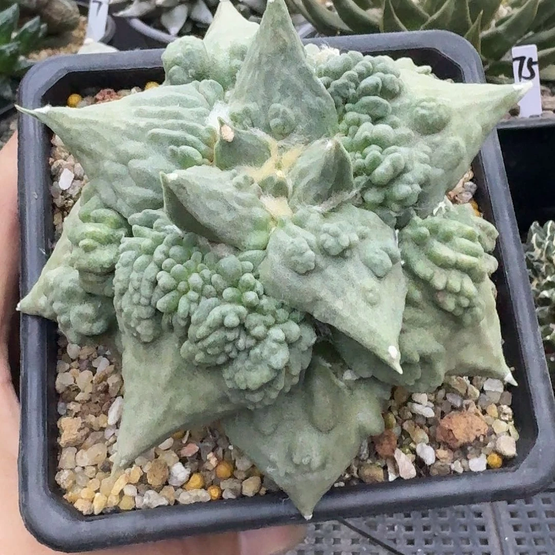 自根怒涛牡丹仙人球