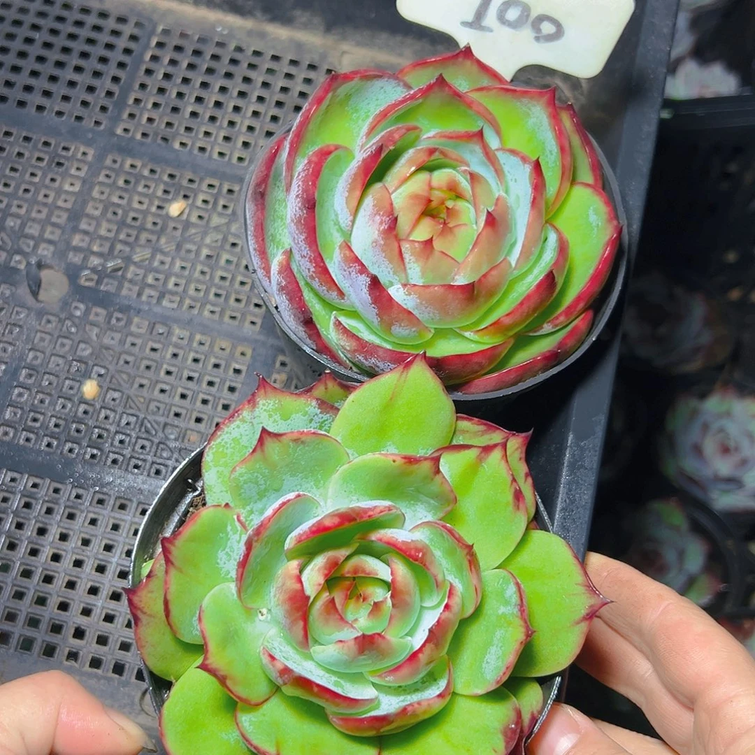 惊鸿仙子两颗100号