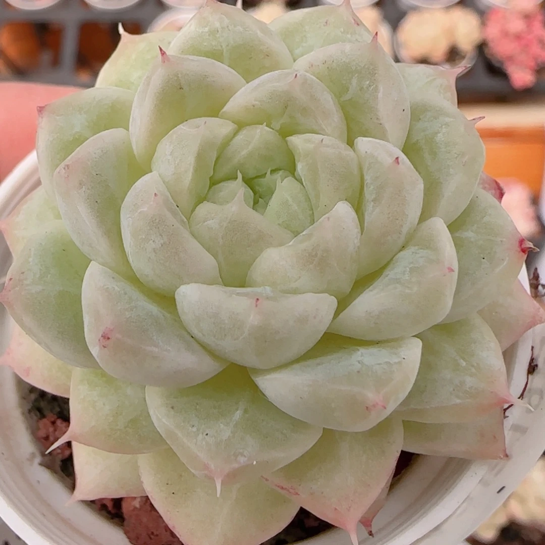 花语多肉1219-229包子