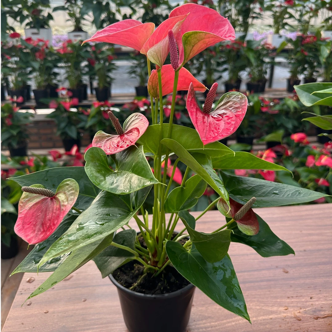 【甜梦5花】特A+粉掌进口好养稀有粉色红掌可水培四季开花长青绿植
