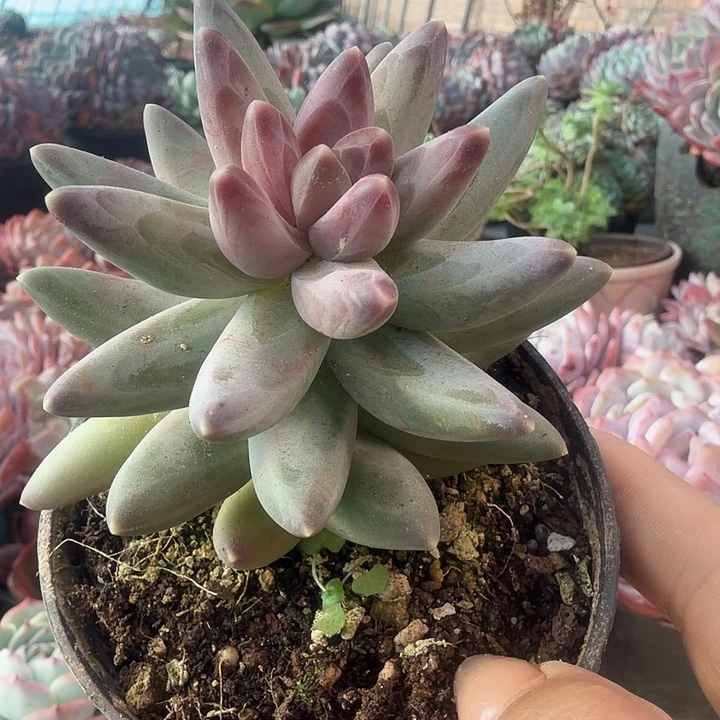乌拉克拉多肉植物盆栽