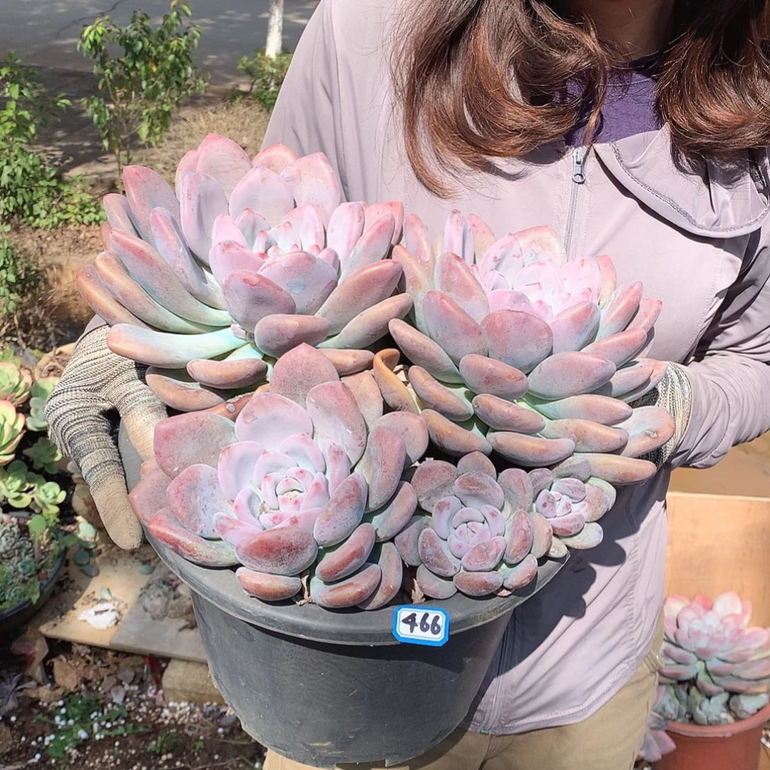 466 奥普  一物一拍多肉