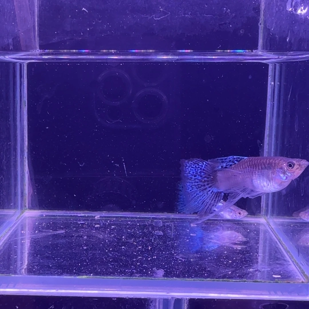 孔雀鱼蓝草缎带1对