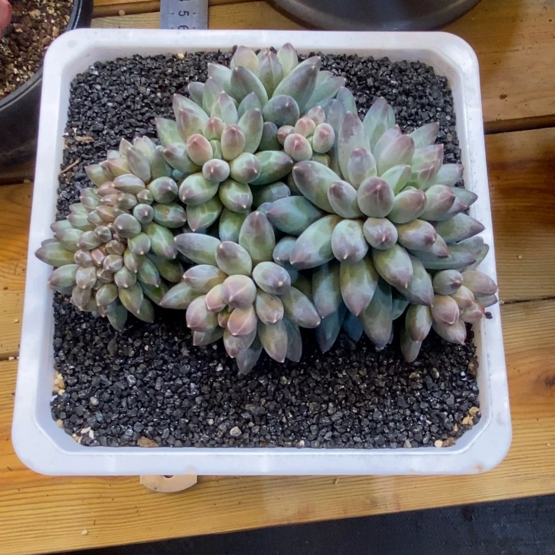 あ***³伊卡缀化多肉植物