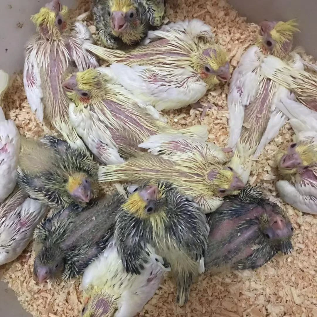 牡丹鹦鹉玄凤鹦鹉虎皮鹦鹉活体雏鸟宠物鸟半毛手养亲人