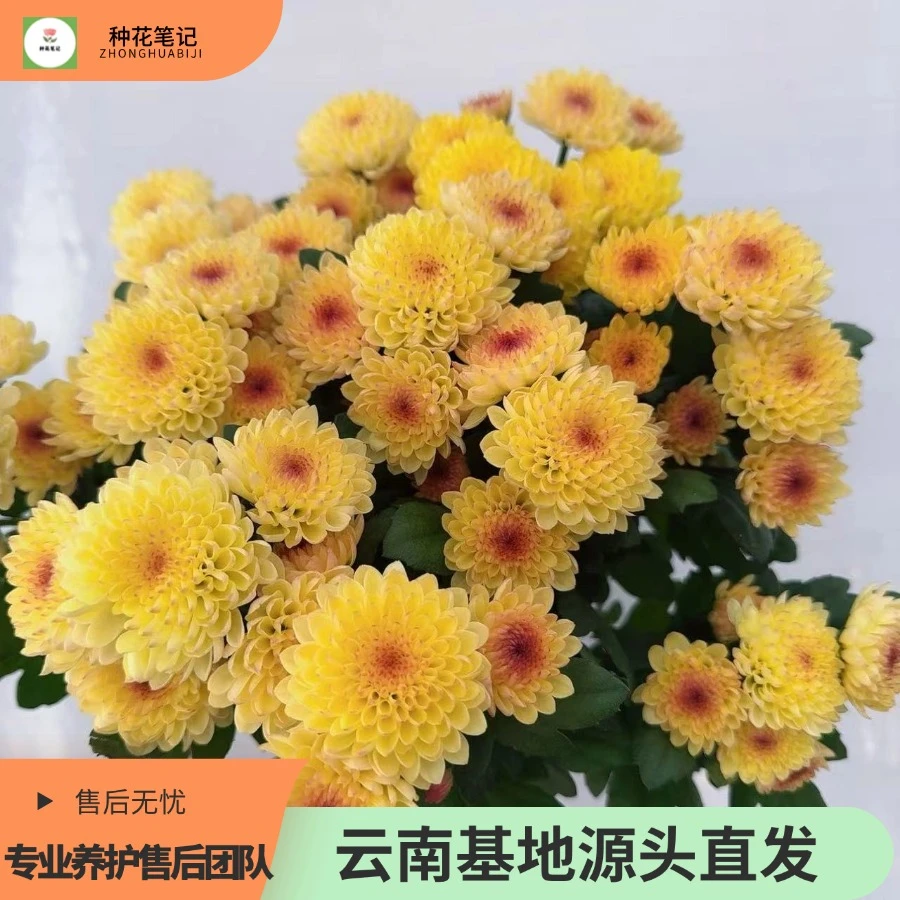 【宝莲灯橙】小雏菊多年生四季开花好养易活阳台庭院耐寒耐热