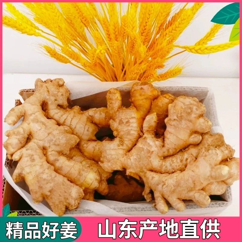 山东精品生姜老姜新鲜无硫小黄姜月子姜老黄姜山洞窖藏姜现挖包邮
