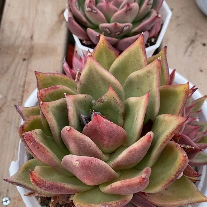 D379- 直播福利 东云两颗