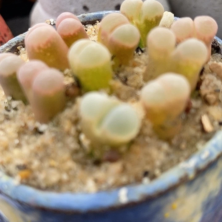 C10杂鲑鱼粉5颗。