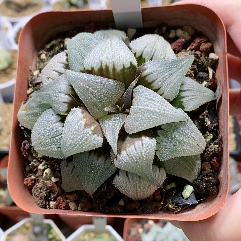 【闪购商品】55铝之星母本