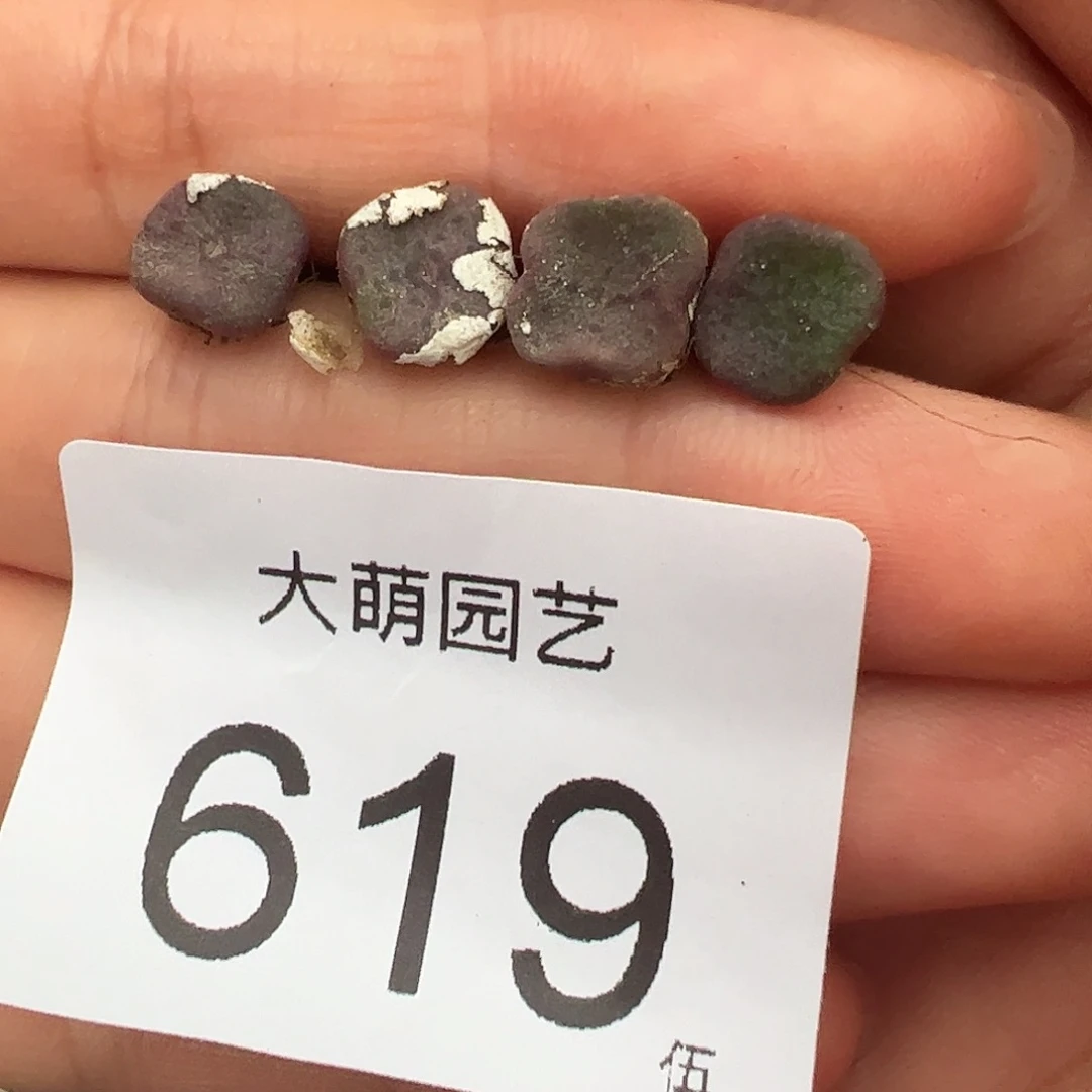 0000619量园艺紫方碗4颗尺寸0.8上下