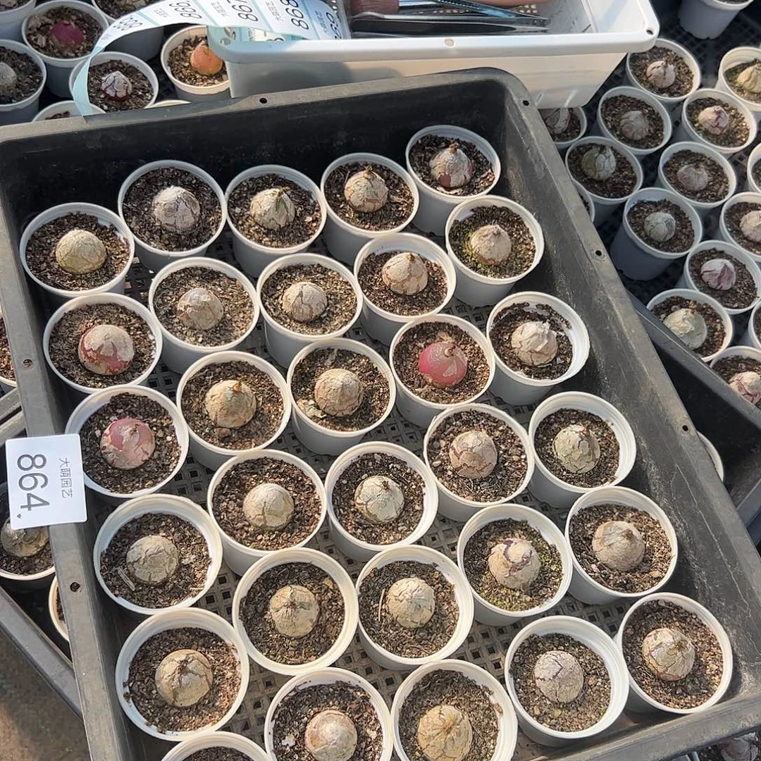 量拍以下3颗灯泡带盆土发。  864