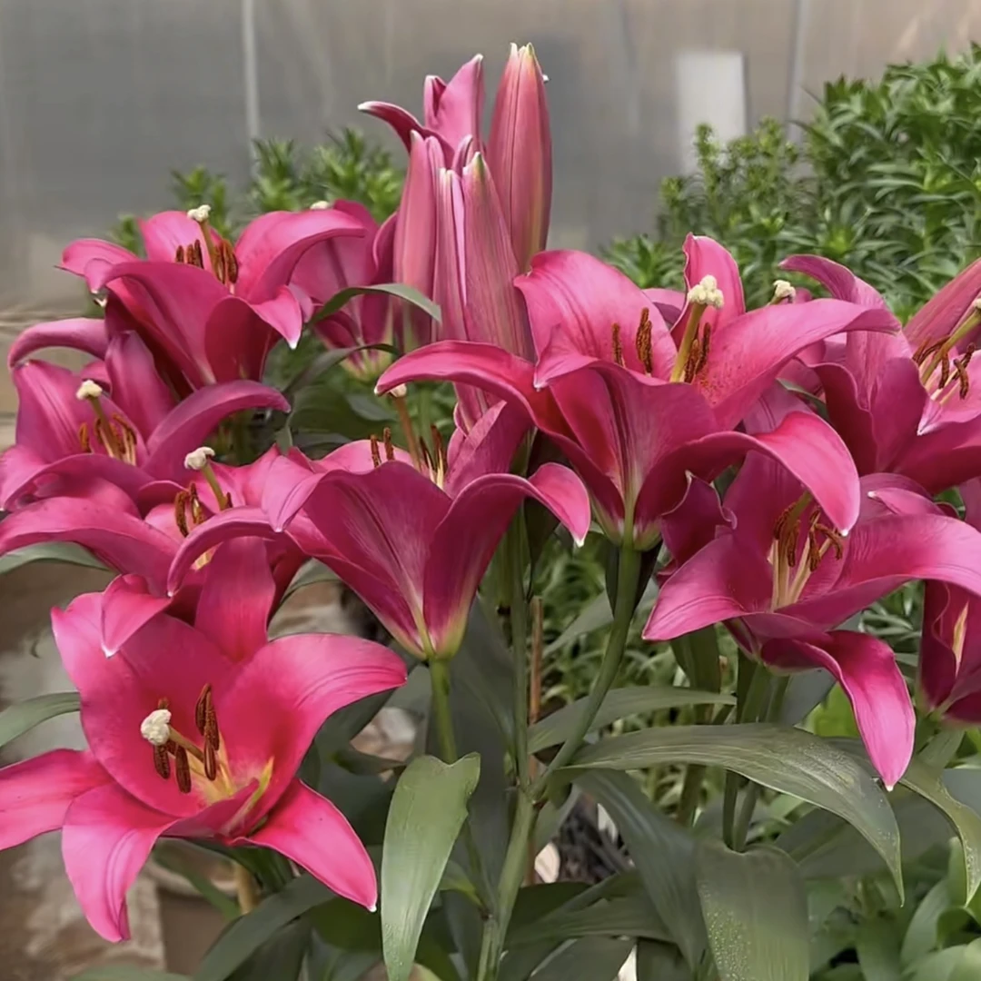 《帕拉佐周长22/24cm》进口单瓣有香百合种球1颗