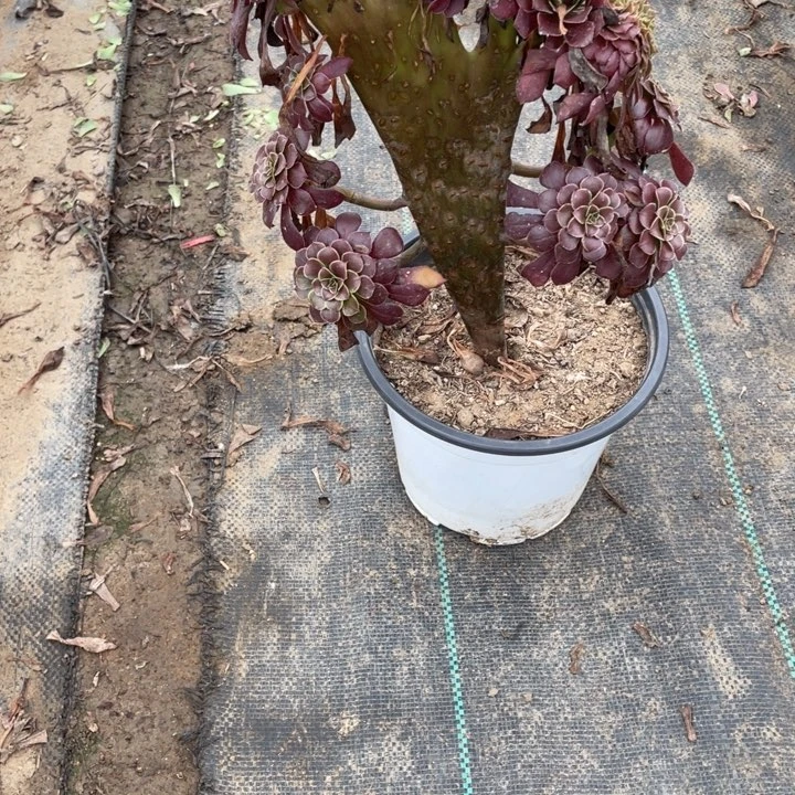 17红铜壶缀多肉植物多肉