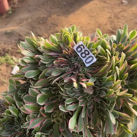 *****多肉植物一个女神微瑕680