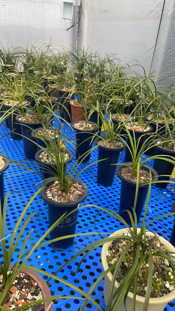 湖北随州春蕙兰艺草