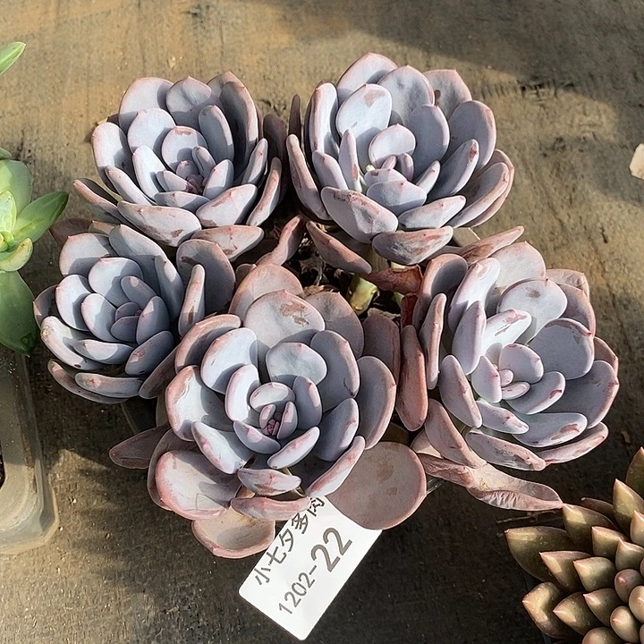 小七夕多肉圆叶灰姑娘22