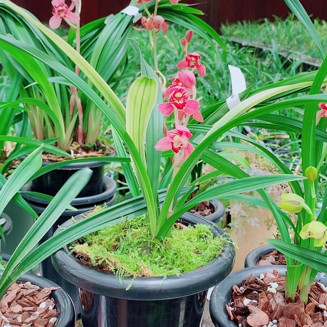 贵***厂全部花苞一物一拍漂亮开花