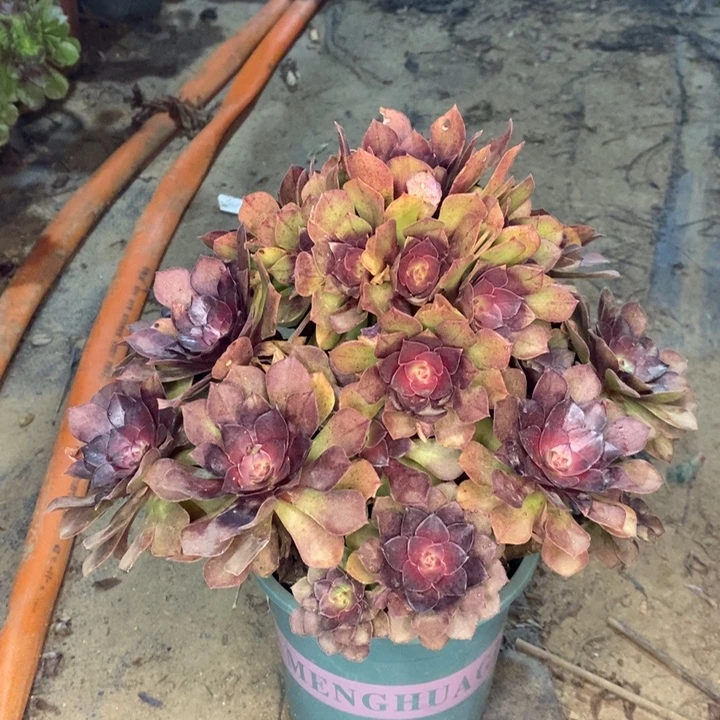 桃花石多肉植物22