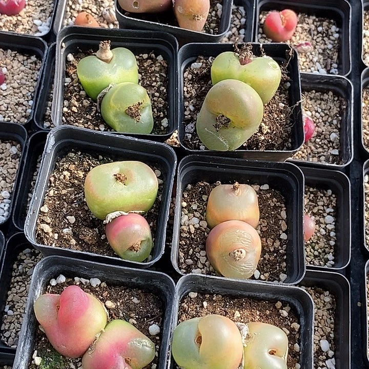 18655一组巨大有伤