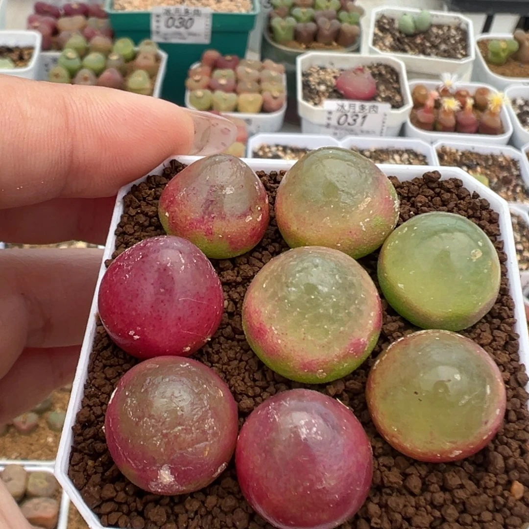 057八颗灯泡裸根发货