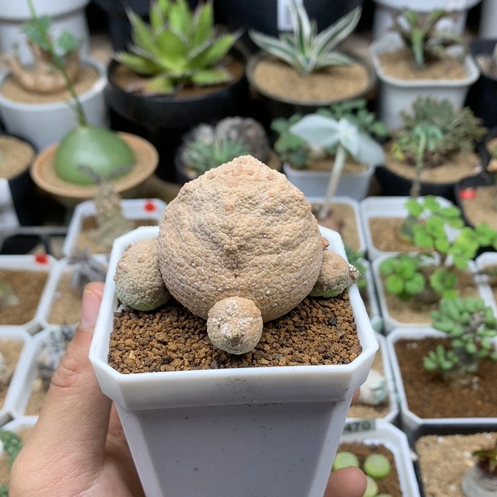 实生哥斯拉凝蹄玉脱土