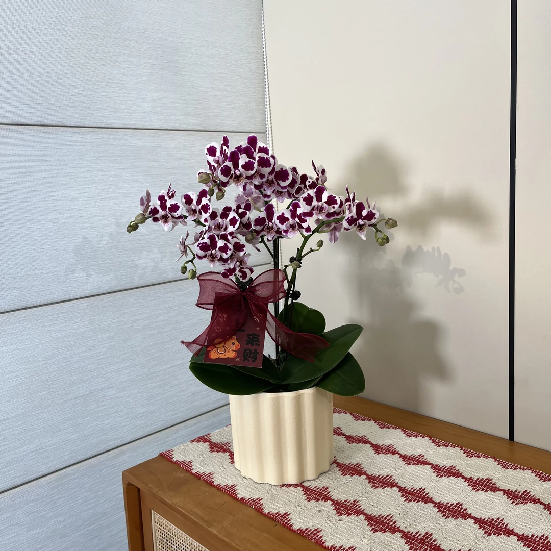 【红豆冰】趣味型蝴蝶兰室内礼品花耐看耐养办公室鲜花绿植花卉植株