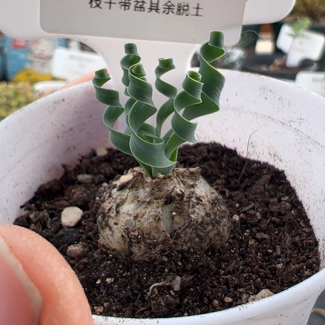 230号贵妃弹12.9多肉