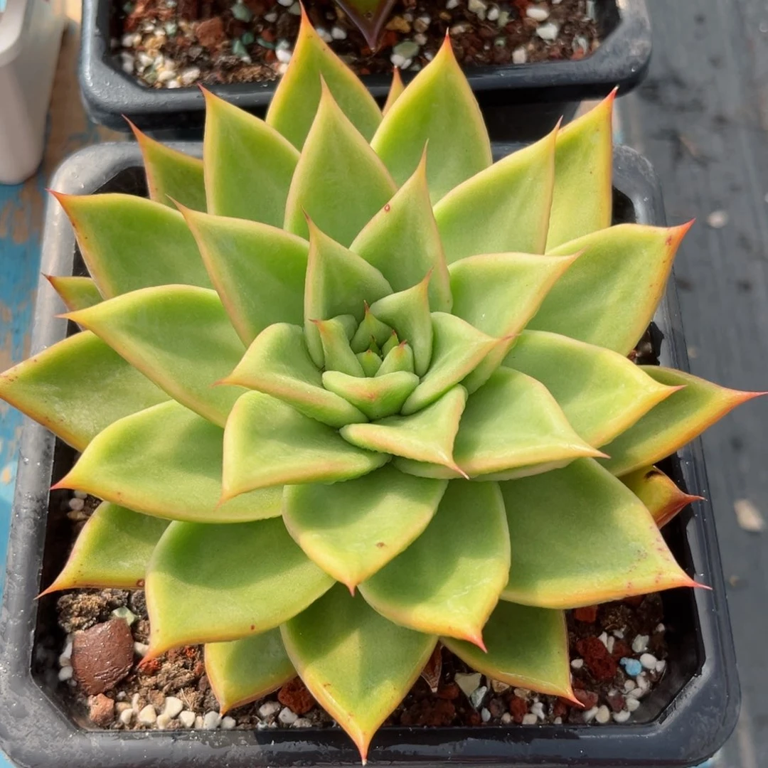 多肉植物一物一拍